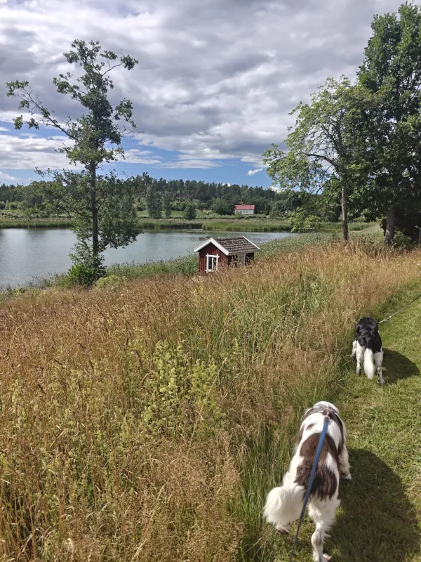 Koko perheen päiväretki. Koiriaystävällinen matkakohde Söderlångvik